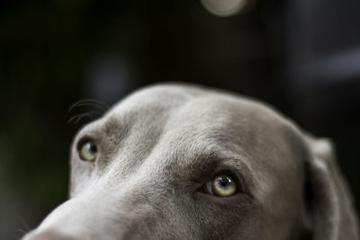 Close-up portrait of dog