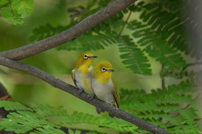 Bird perching on branch