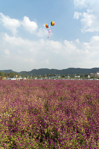 Hot air balloons flying over field against sky