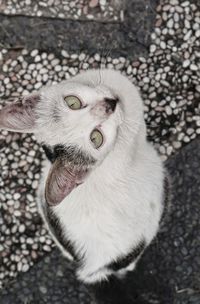 High angle portrait of cat sitting outdoors