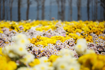 Close-up of yellow flowering plant growing on field