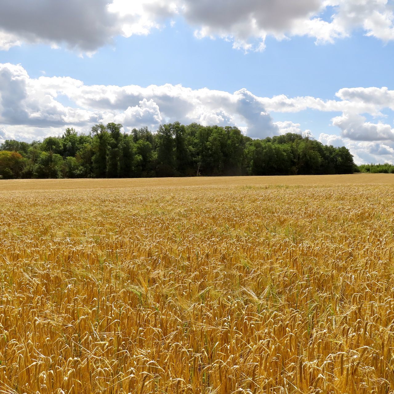 VIEW OF FIELD AGAINST CLOUDY SKY