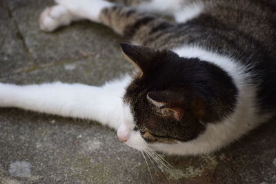 High angle view of cat