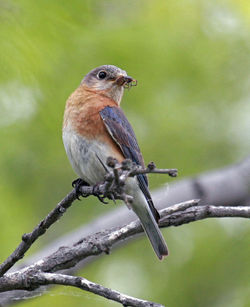 Close-up of bird perching on branch