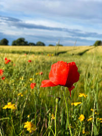 Close-up of red poppy flower on field