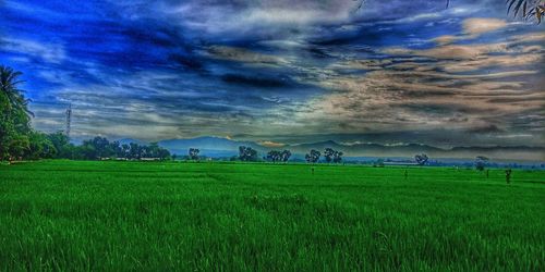 Scenic view of agricultural field against sky