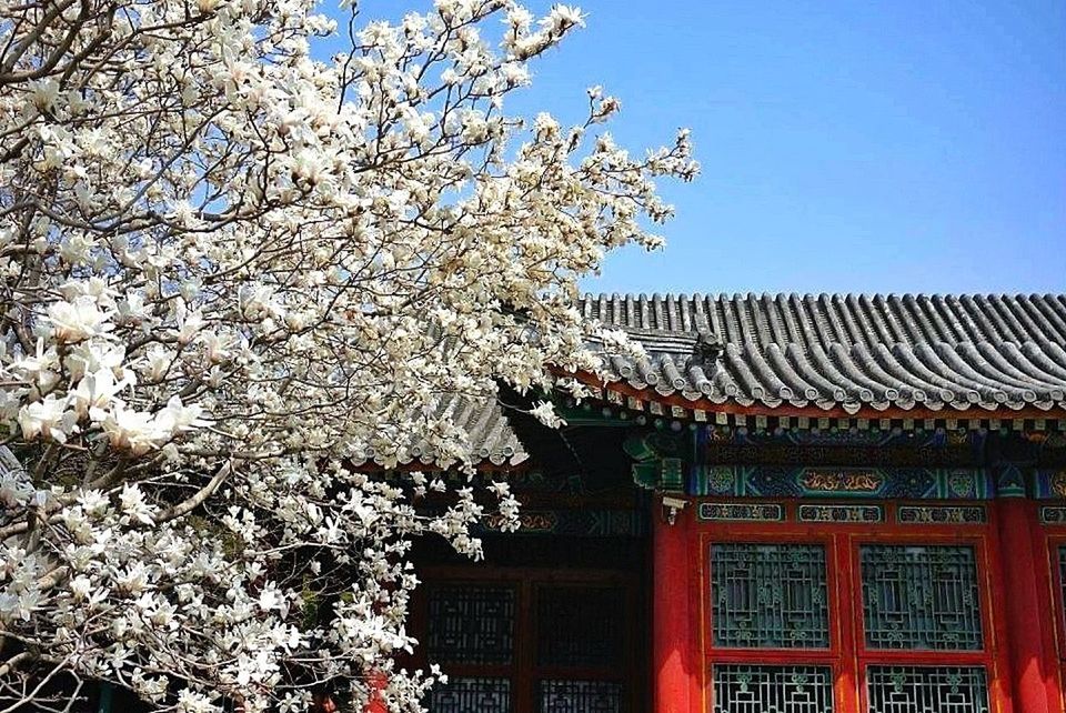 building exterior, architecture, built structure, flower, low angle view, clear sky, branch, tree, growth, house, day, fragility, outdoors, window, nature, blossom, freshness, building, blue, no people