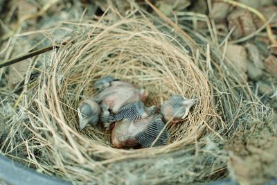 High angle view of birds in nest