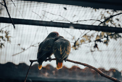 Low angle view of bird perching on tree