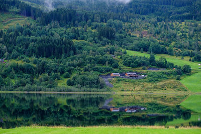 Scenic view of pine trees in forest