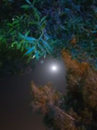 Trees against sky at night