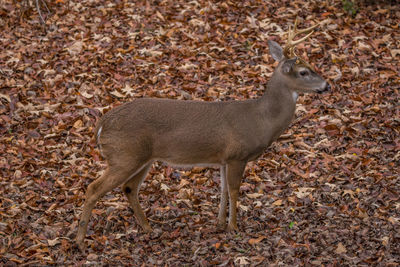 Close-up of deer standing on field