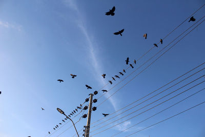 Low angle view of birds flying in sky