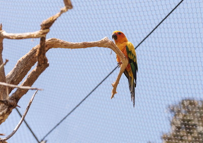 Low angle view of bird perching on branch