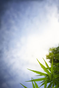 Low angle view of plant against sky