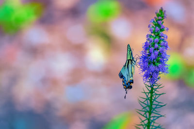 Close-up of insect on plant