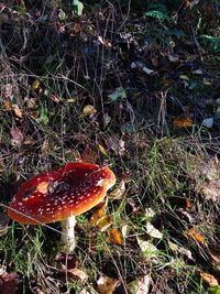 High angle view of fly agaric mushroom on field