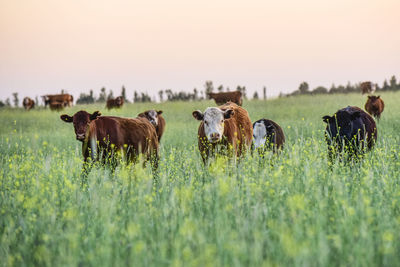 Horses on field