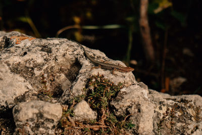 Close-up of tree trunk