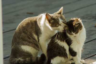 Close-up of two cats