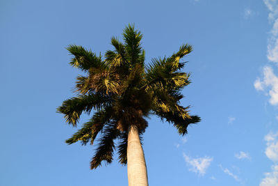 Low angle view of coconut palm tree against blue sky