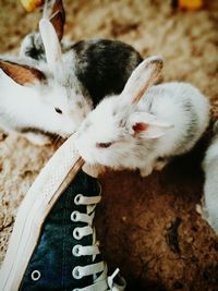 Close-up of rabbits sitting near shoe of person