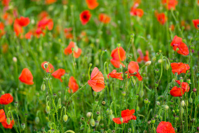 Close-up of red poppy flowers in field