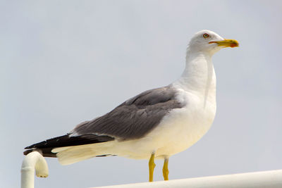 Close-up of seagull perching