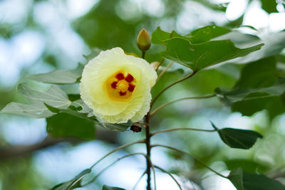 Close-up of yellow flowering plant