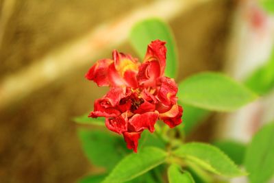 Close-up of red rose on plant