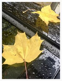 High angle view of wet maple leaves during rainy season