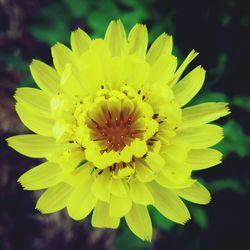 Close-up of yellow flower blooming outdoors