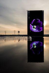 Purple flowers on water against sky at sunset