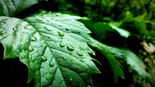 Close-up of water drops on leaves