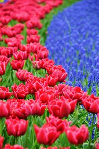 Close-up of red flowers blooming outdoors