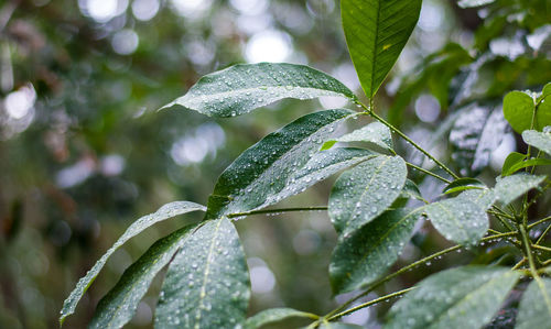 Close-up of wet plant leaves during rainy season