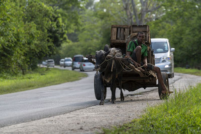 Horse cart on street in city