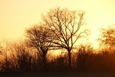 Bare trees on landscape at sunset