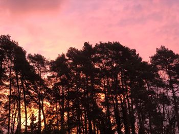 Low angle view of silhouette trees against sky at sunset