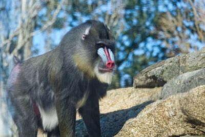 Monkey looking away on rock