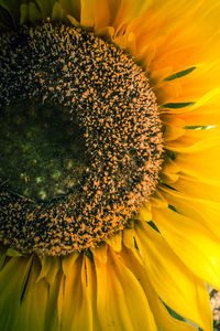 Close-up of sunflower