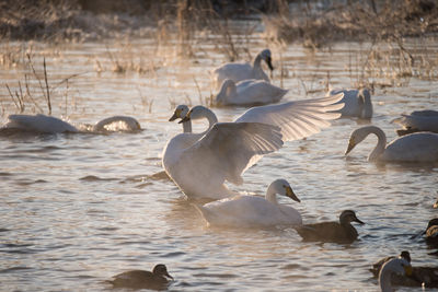 Swans and ducks on lake