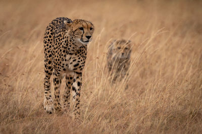 Cheetahs running on grassy field 