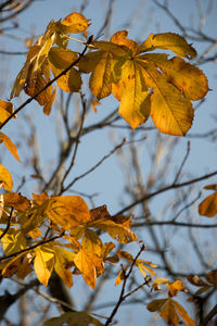 Low angle view of maple tree against sky