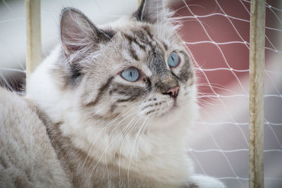 Close-up portrait of a cat