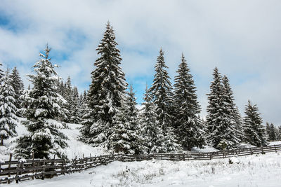 Snow covered pine trees against sky