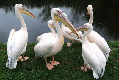 Flock of birds on grass