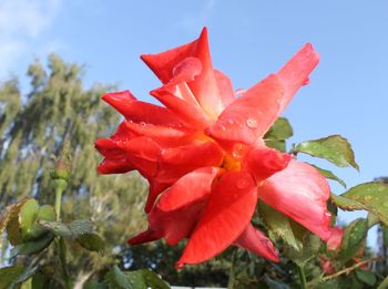 Close-up of red rose flower