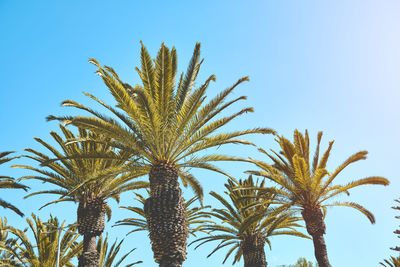 Low angle view of palm tree against clear blue sky