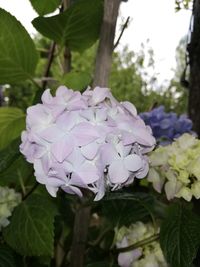 Close-up of purple flowering plant